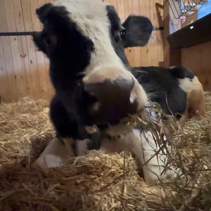 4.4K views · 200 reactions | Lancaster Farm Sanctuary on Reels | Facebook