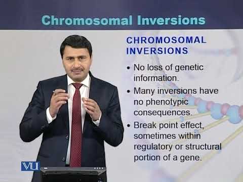 Chromosomal Inversions | Cell Biology | BIO5105_Topic157