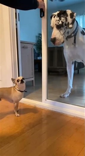 Welcome to Funny Paw Moments!