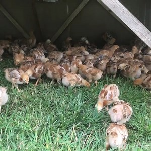 355K views · 6.7K reactions | Moving The Chicks Out To Pasture! | Homesteading Family | Facebook