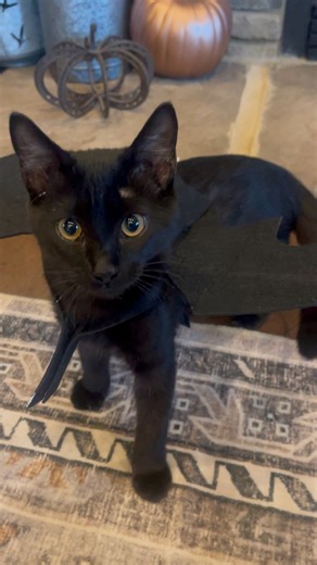 Walter is testing out his wings this morning #blackcatsrule #halloween2025 #batman | Hurley Ranch & Farm
