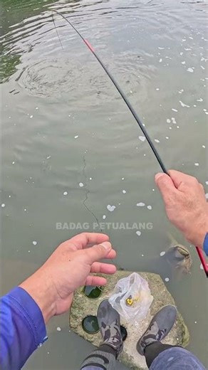 STRIKE NYA BIKIN KETAGIHAN #SHORTS #FISHING #TRENDING