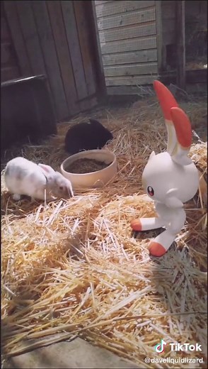 daveliquidlizard on TikTok