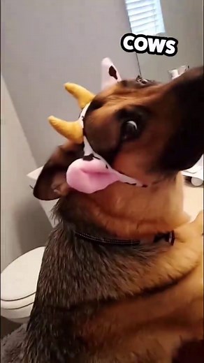 Talking Dogs: Hilarious Moments with Animal Voices