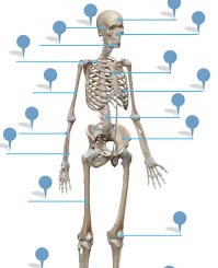 Aparell locomotor: Ossos 2