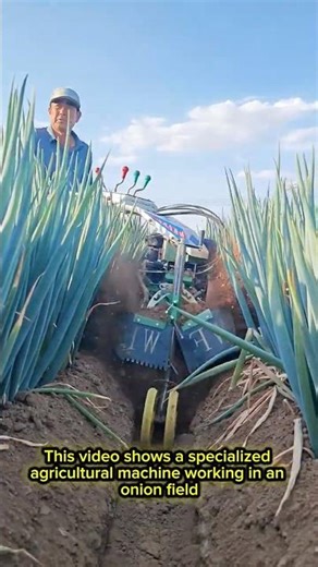Satisfying Farming Process: Onion Cultivation Machine in Action