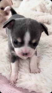 When puppies get “angry” at their owners, it’s usually just a tiny tantrum! They might bark, turn their back on you, or let out a dramatic little sigh. But don’t worry—puppies don’t hold grudges. A treat or belly rub is all it takes to win back their love! Share and follow if you like puppies. Credit unknown Please DM us for credit #dog #doglover #cutedog #happydog #puppy #cutepuppy #angry #angrypuppy | My Floofy