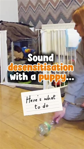 Sound desensitisation with a puppy. Helping puppies feel safe around everyday noises Noise sensitivity doesn’t happen overnight. It’s built when puppies feel overwhelmed, rushed, or unable to escape sounds they’re not ready for. In this video, River is just 9 weeks old and we’re working on gentle noise desensitisation in a way that keeps her feeling safe and in control. Here’s what’s happening: River is eating while I introduce different sounds at a very low level. If she stops eating, the sound