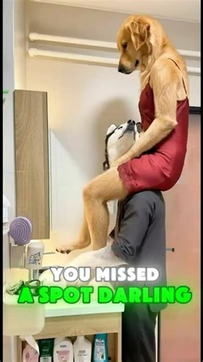 Treated like a Queen... Expectation vs Reality! 😂 (Golden Retriever & Husky)