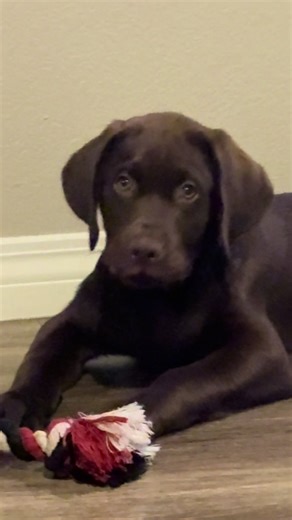 Dutch the Dog's Selective Hearing Moments