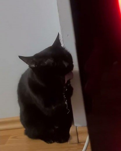 Cat Enjoys Licking Hair Tie - 1302451