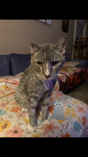 I wrote this article a while back, and as I’m sitting here with Boo-Boo, and he’s farting away, I’m reminded just why I wrote it! 😹#docatsfart #yestheydo #catlovers #catbehavior #felinefarts https://ritareimers.com/health-and-safety/do-cats-fart/ | Rita Reimers