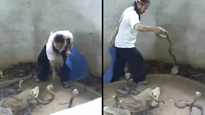 Viral Video: Man Slaps Cobra Casually, Sifts Through Hundreds To Select The Right Snake
