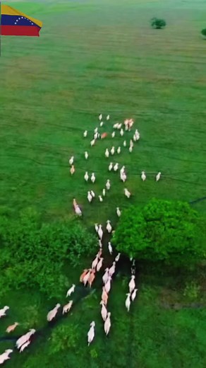 venevenezuela no TikTok