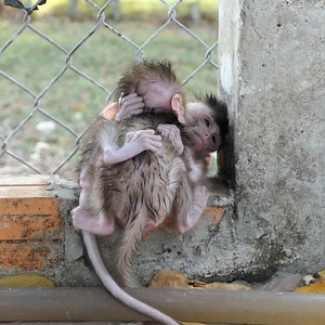 99TH #animals #monkeys #babymonkey #animallover #MonkeyLife | 99TH