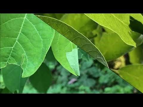 Spicebush, one of the easiest Native Shrubs for the landscape.