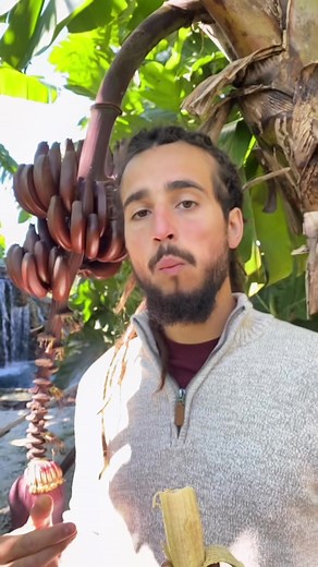 Exploring the World of Red Bananas