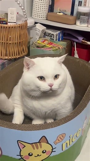Tiny Feline Wink - The Cutest Dwarf Cat Moments