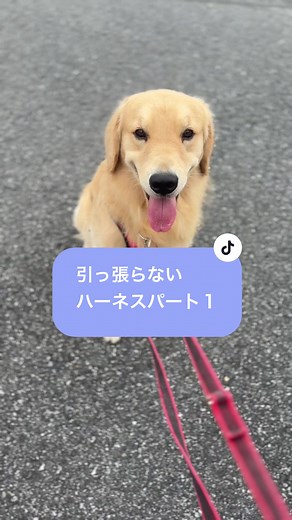 引っ張らない犬用ハーネスの挑戦
