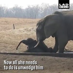 Aren't elephants amazing creatures! 🐘❤️ | LADbible
