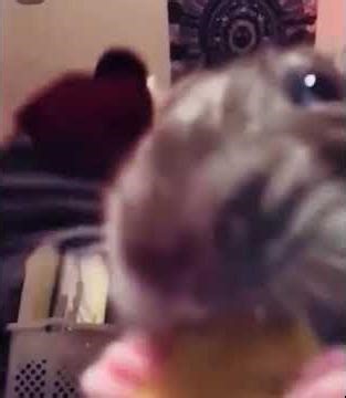 Large rat munches cheese while random guy throw it back #shorts #shortvideo