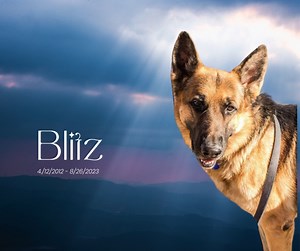 It is never easy to write these posts, but today's post is especially hard on Rainbow Bridge Rememberance Day. Over the weekend surrounded by his SPR family we helped our sweet boy Blitz cross over the rainbow bridge. Blitz had been with SPR since June 2017, when he was surrendered in rough medical condition. Blitz had a chronic perianal fistula & a rare case of mega colon that is unusual in dogs and more unusual in large breed dogs. The vet specialists all warned us he was not likely to survive