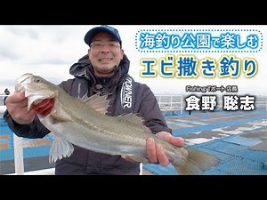 海釣り公園で楽しむエビ撒き釣り