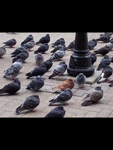 Cute Pigeon Photos: Adorable Bird Moments
