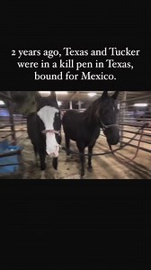 54K views · 1.9K reactions | Happy gotcha day to these two blind...