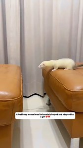 A lost baby weasel was fortunately helped and adopted by a girl #animalshelter #puppy #rescuedogc | Animal World