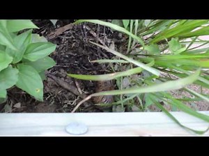 Capital Naturalist: Muskrat Building Lodge