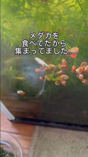 原因不明の亡くなり方…#shorts #メダカ #改良メダカ #レッドラムズホーン#飼育