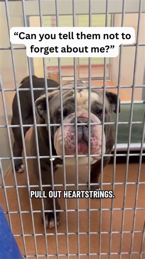 Day 42: Dog Adoption Challenge