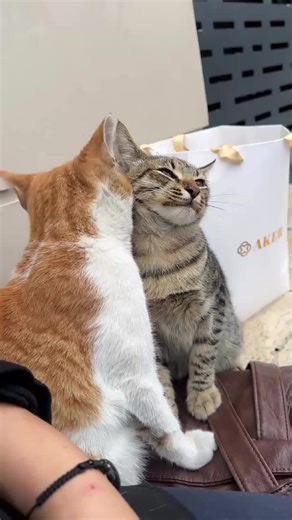 Enhance Your Relationship with Wordless Connections