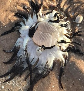 Mystery sea creature with dozens of tentacles washes up on Oz beach