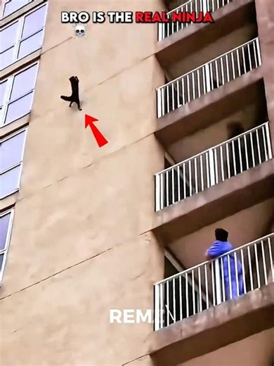 The last cat took "ninja" too literally 💀