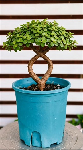The "Dance of Music" figure-eight bonsai shape is simple and suitable for beginners. #BonsaiStyling