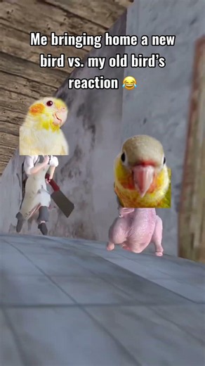 Me bringing home a new bird vs. my old bird’s reaction . #animals #birdreels #cockatiels #parrots