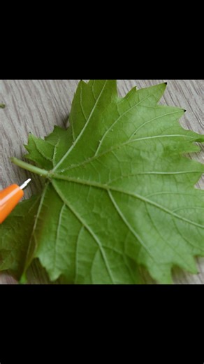 These aren't eggs or pests! #grapes #dacha #windowsillgarden