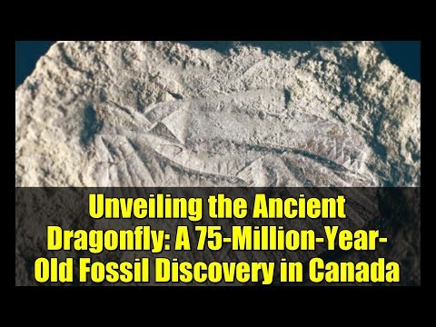 Unveiling the Ancient Dragonfly: A 75-Million-Year-Old Fossil Discovery in Canada
