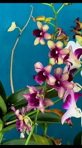 4 blooming Dendrobium Orchids assorted colors, fresh from Thailand — only ₱1,100! Message us to order! | Alicia's Secret Garden