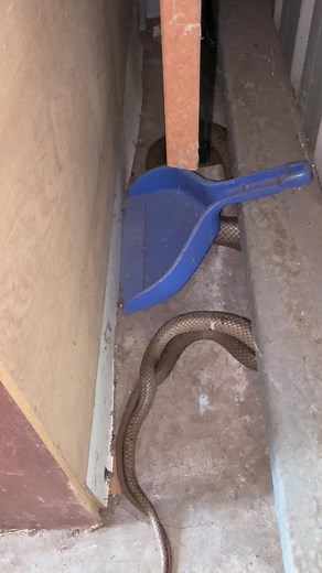 2nd Most Venomous Snakes On The Planet Mating !!!!! It is the season of love! Late August till late November marks breeding season for Aussie snakes, this pair of Eastern Browns were doing what lovers do in a gentleman’s shed this morning ! #easternbrown #easternbrownsnske #brownsnake #pseudonajatextilis #pseudonaja #snake #snakes #snakecatcher #brisbane #ipswich #qld #viral #spooky #matingseason #mating #letsgetiton #foryoupage