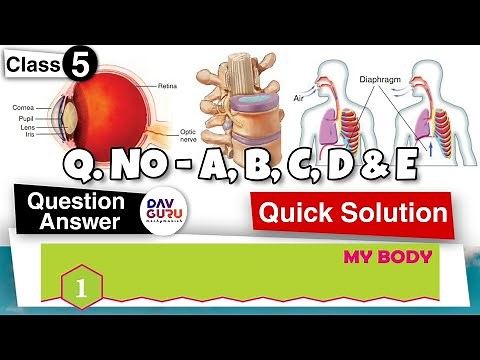 Chapter 1 | My Body | DAV Class 5 Science | Question Answer 🔥🔥🔥