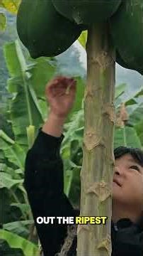 Harvest Papaya #lykieudung #gardening #rurallife #singlemother #motheranddaughter