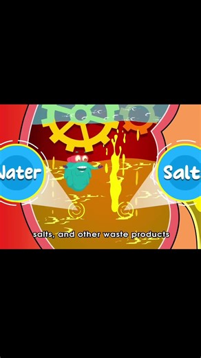 How Urinary System Works?