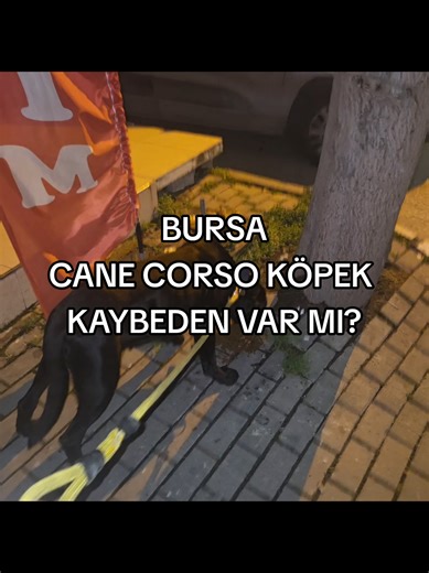 Luvia (@luvia_91) adlı kullanıcının Curious Animals - Eitan Epstein Music ile oluşturduğu videoları