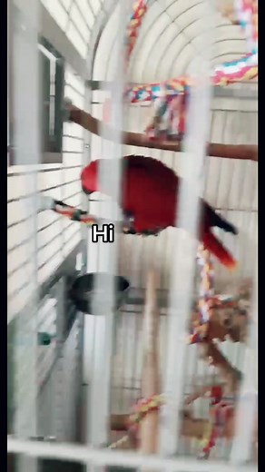 “Hello Merlot!” #eclectus #fy #fyp #parrotsoftiktok #eclectusparrot #eclectusoftiktok #talkingbird