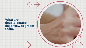 What are double-coated dogs? How to groom them?