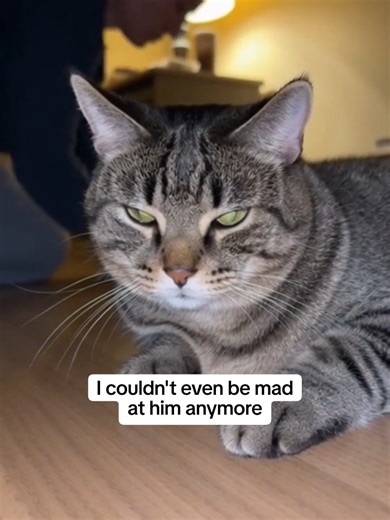 Cat Mishap: The Night My Cat Peed on Me