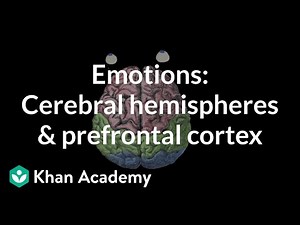 Emotions: cerebral hemispheres and prefrontal cortex Video Lecture | Psychology and Sociology for MCAT